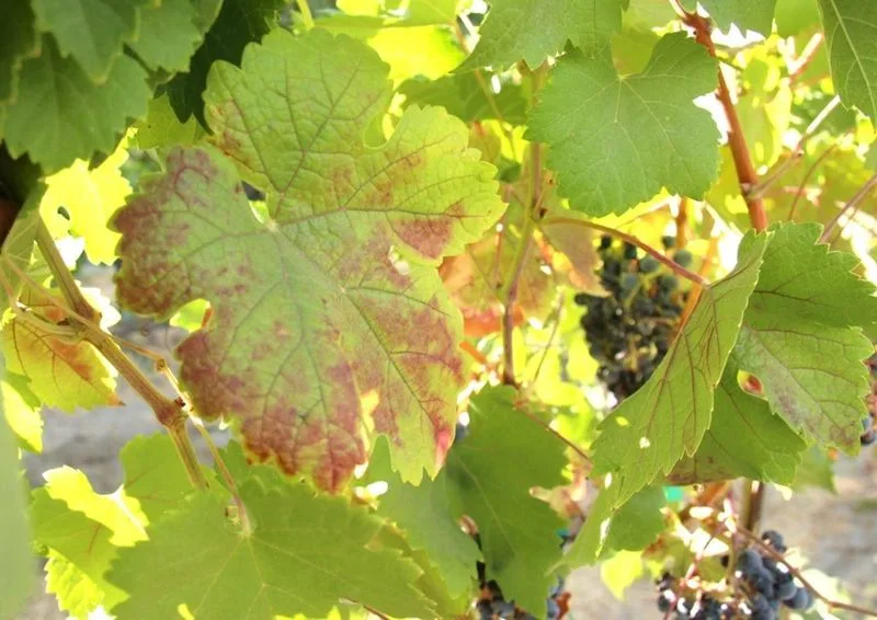 Yellowing Leaves
