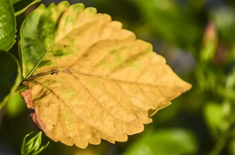 Yellowing Leaves