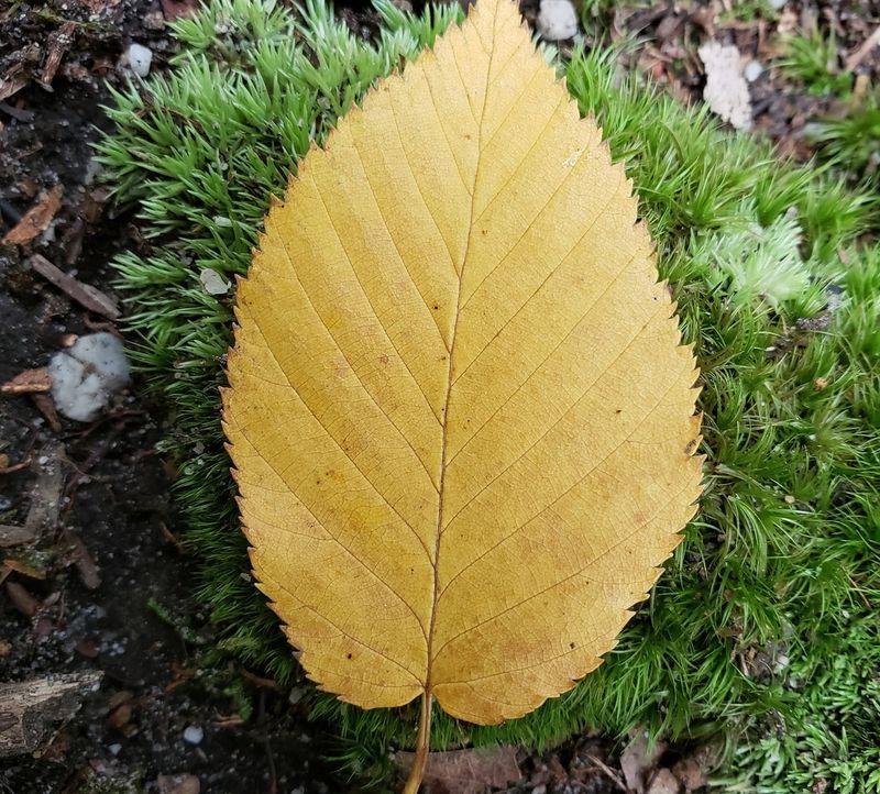 Yellowing Leaves