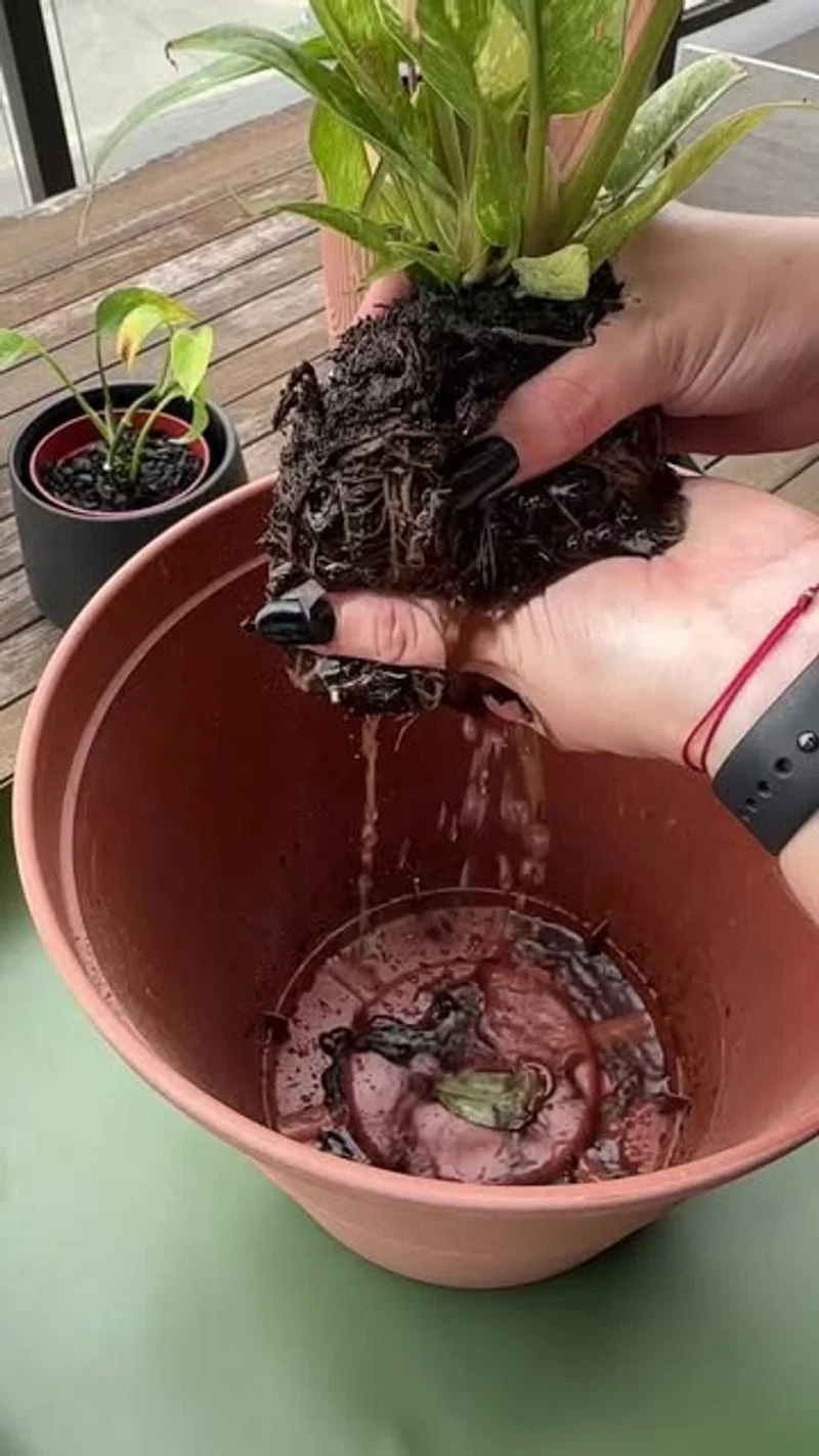 Root Rot