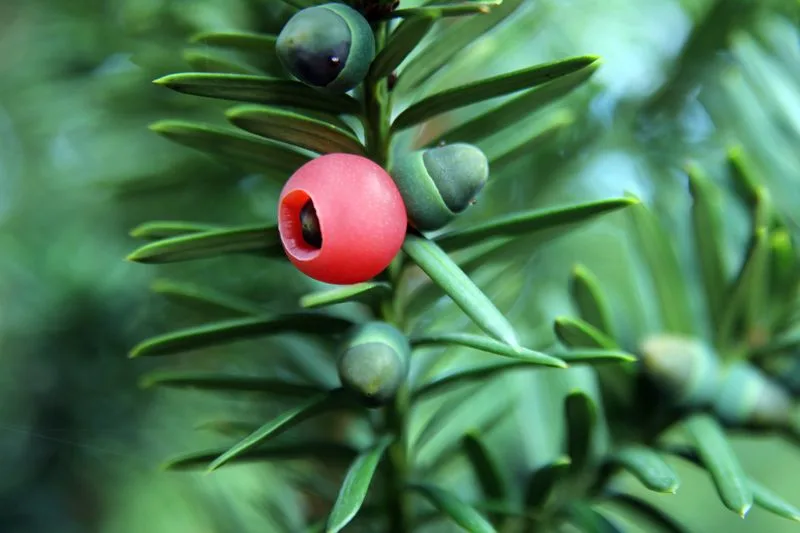 Yew