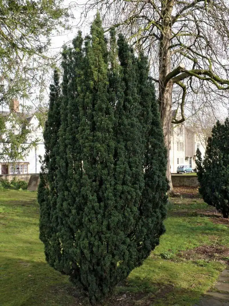 Yew