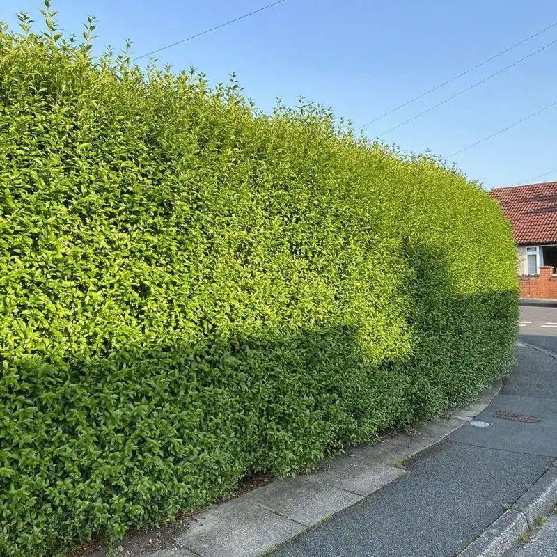 Privet