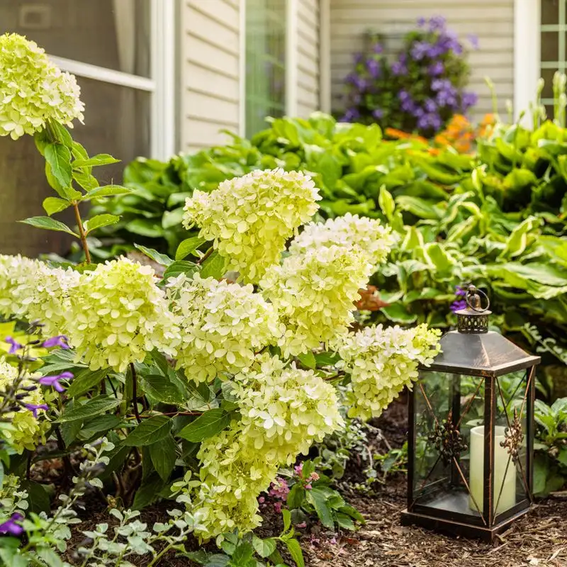 Hydrangea