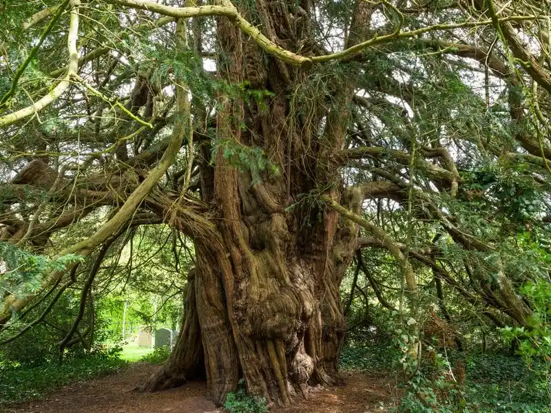 Yew Tree