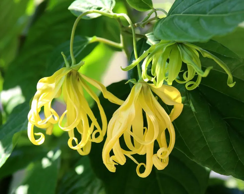 Ylang Ylang