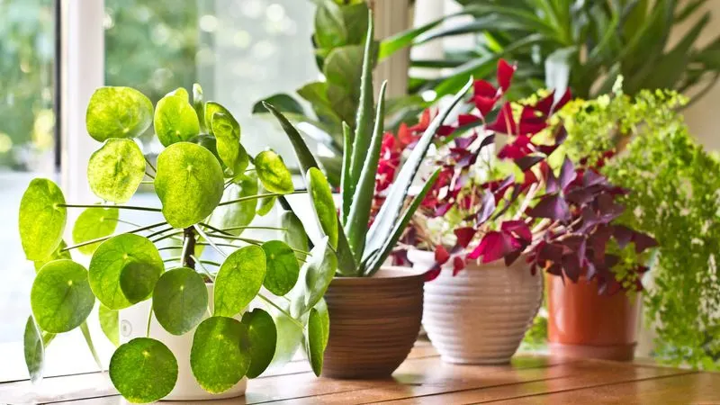 You Can Identify Plant Species on Sight