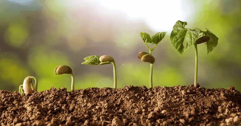 You Celebrate New Growth with Enthusiasm
