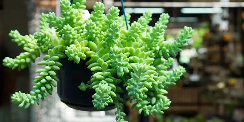 You Experiment with Uncommon Plants