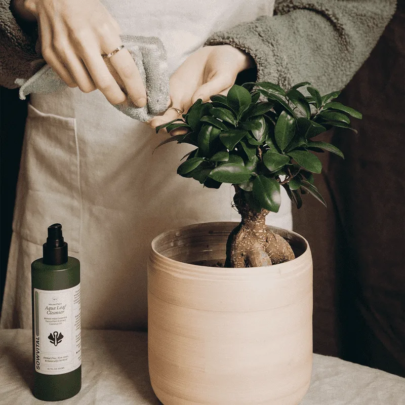 You Have a Plant Care Routine