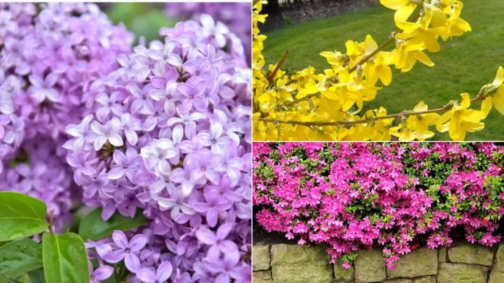 You’re Probably Pruning These in May (But It’s the Worst Time to Do It)