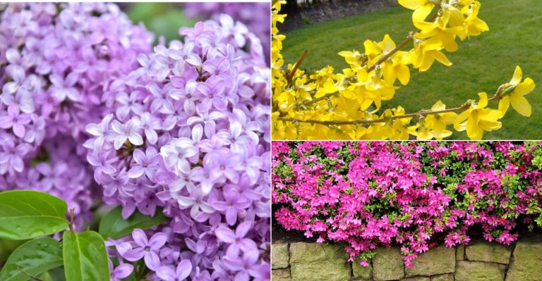 You’re Probably Pruning These in May (But It’s the Worst Time to Do It)