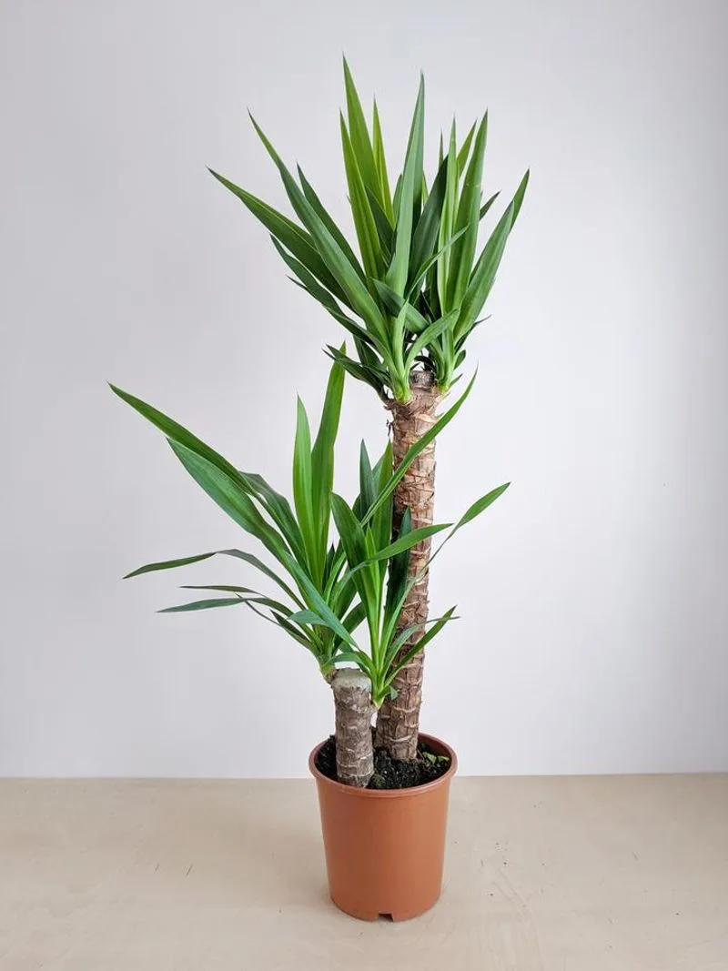 Yucca