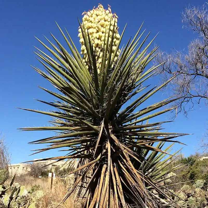 Yucca