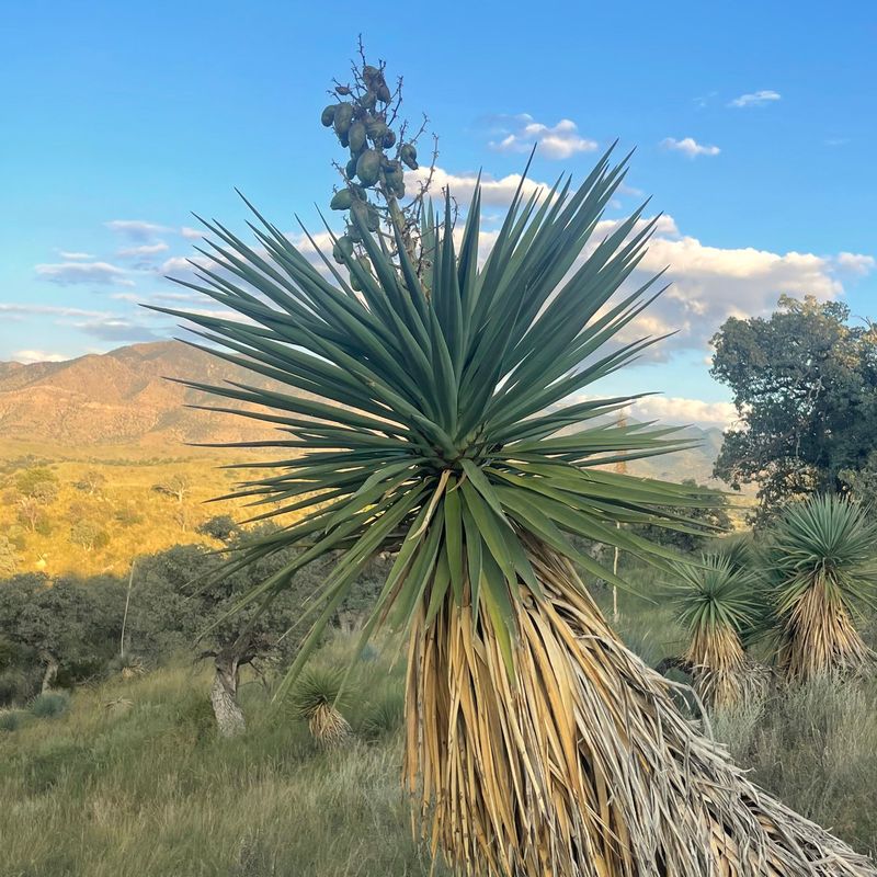 Yucca