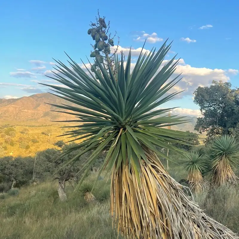Yucca