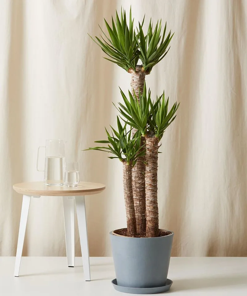 Yucca Cane
