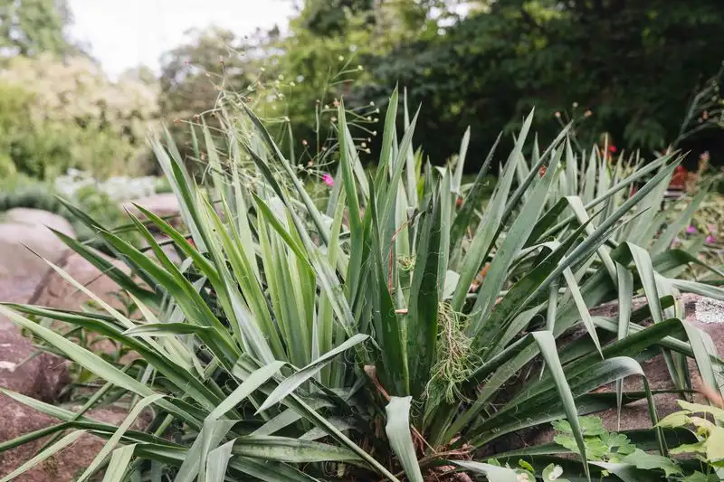 Yucca (Yucca filamentosa)