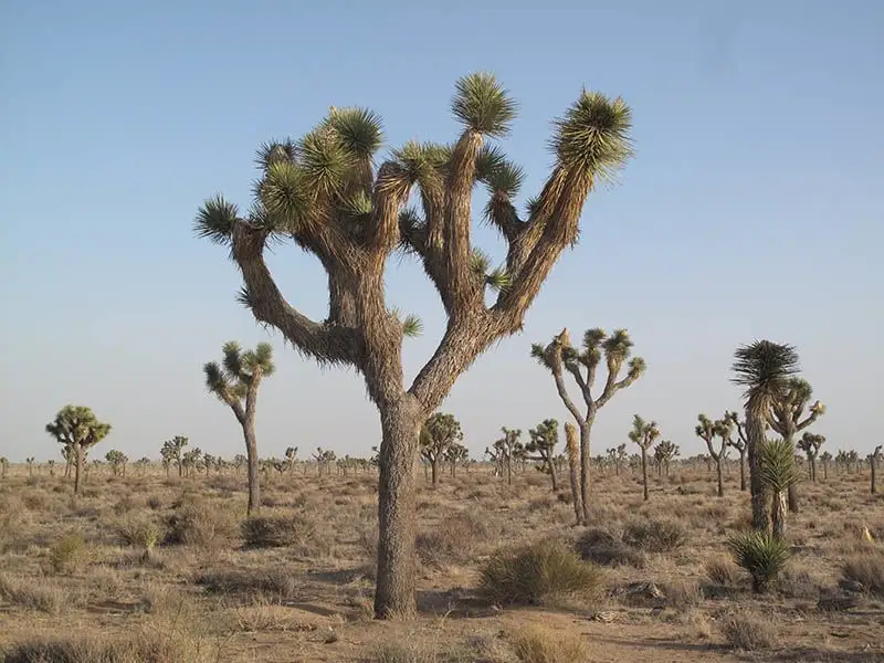 Yucca brevifolia