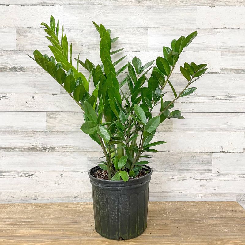 ZZ Plant