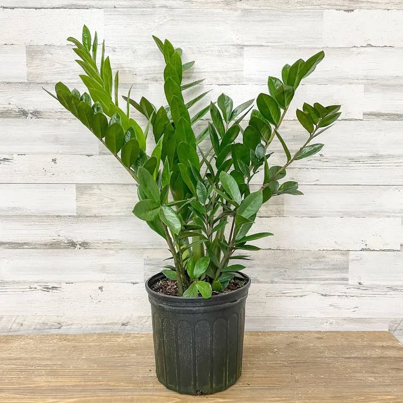 ZZ Plant