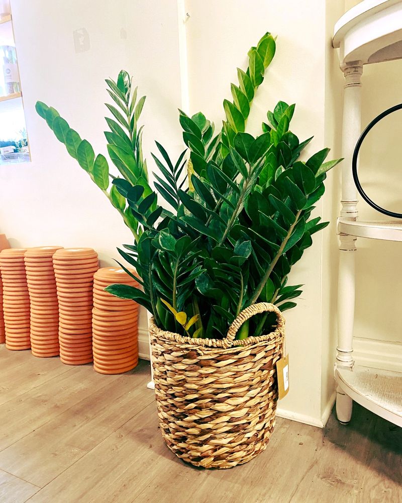 ZZ Plant