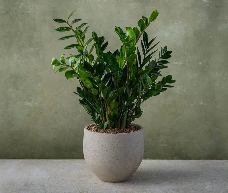 ZZ Plant