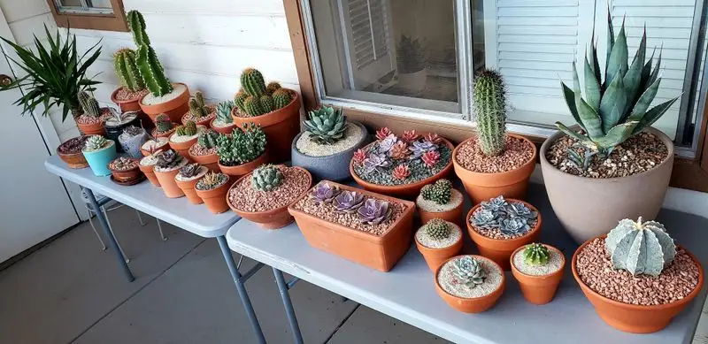 Cactus Collection