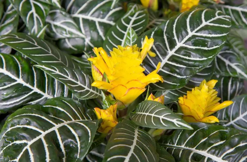 Zebra Plant