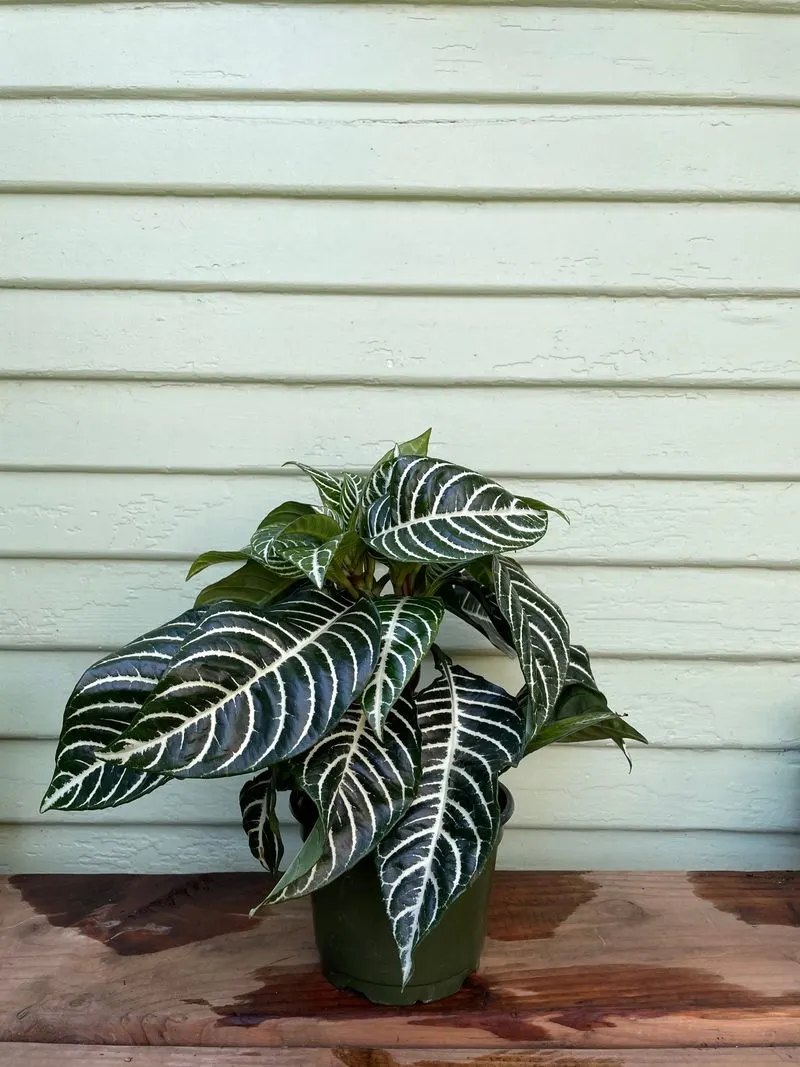 Zebra Plant