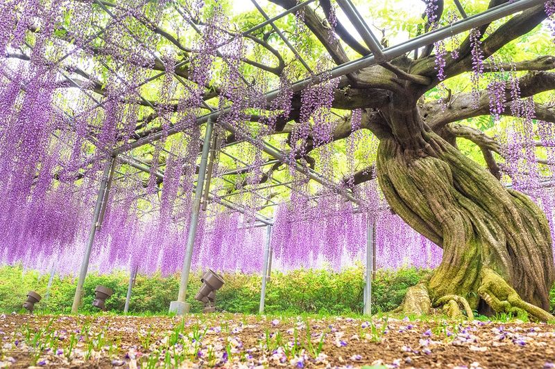 Zen Garden Serenity