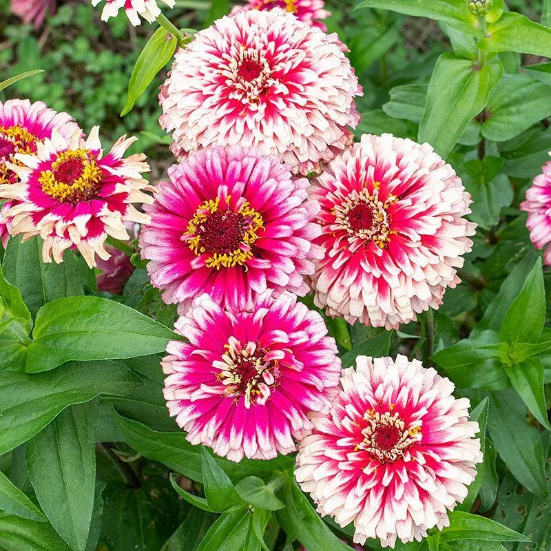 Zinnia
