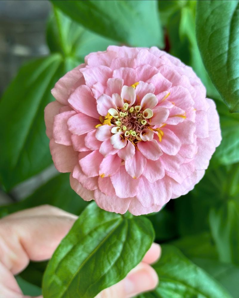Zinnia