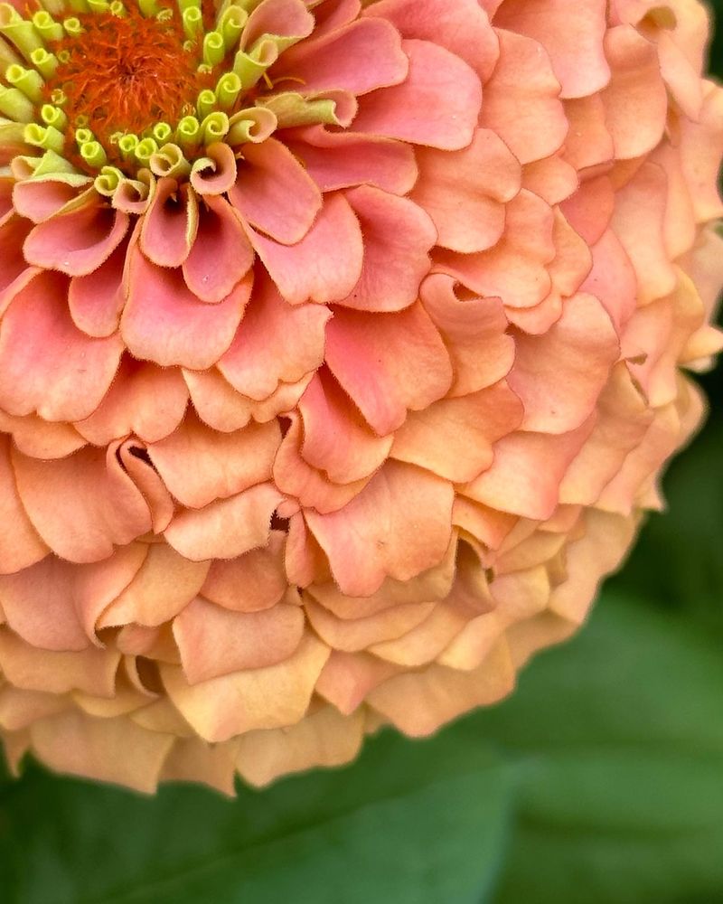 Zinnia