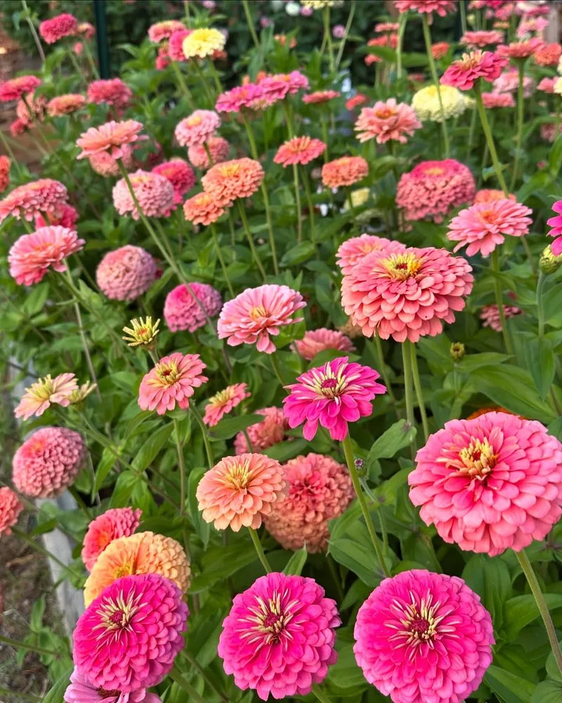 Zinnia