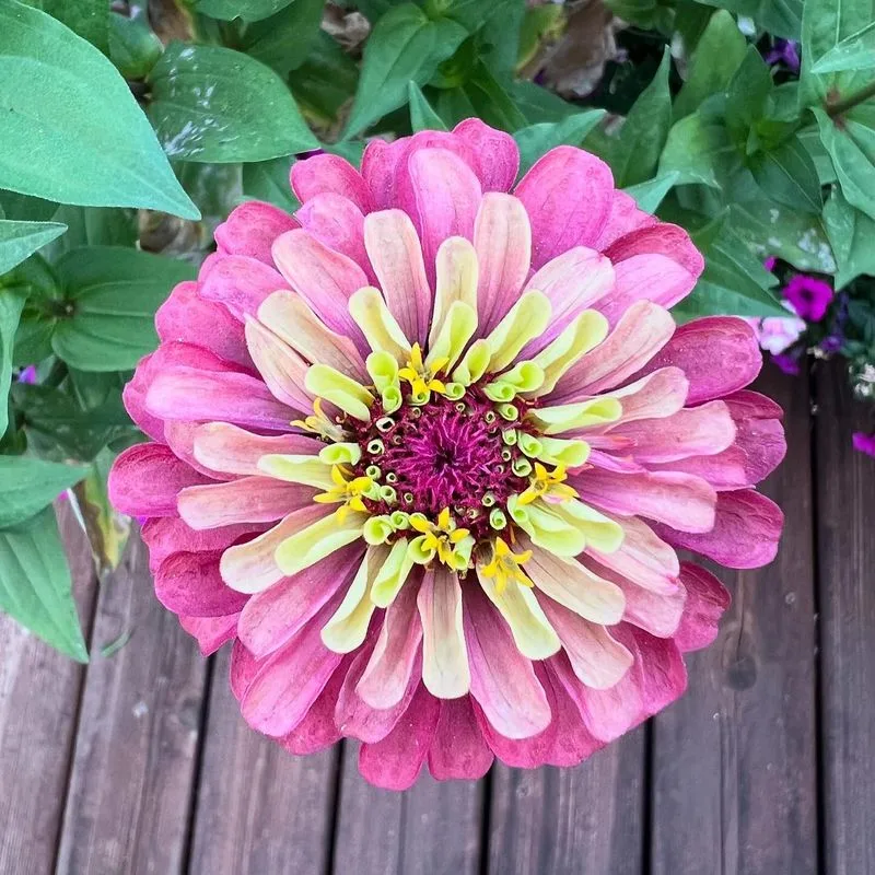 Zinnias