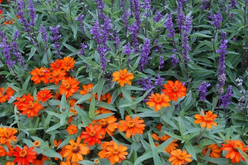 Zinnias and Salvia