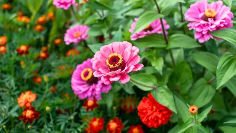 Zinnias and Squash