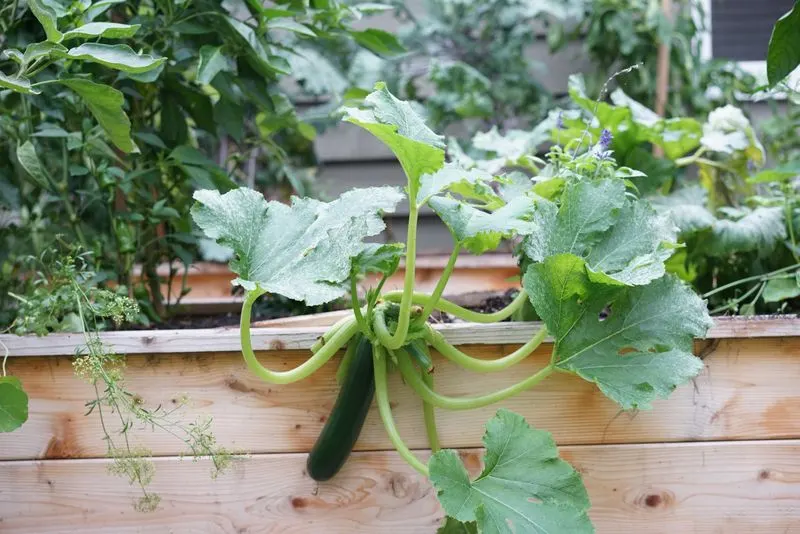 Zucchini