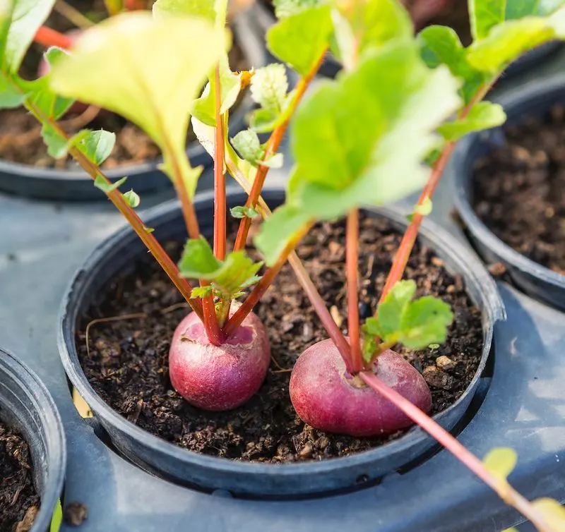 Beets