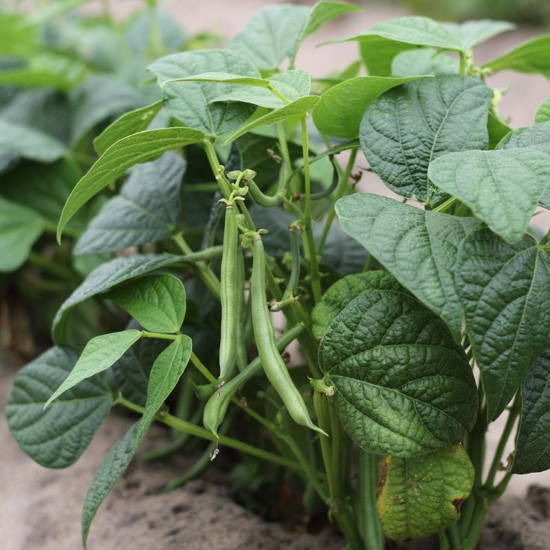 Green Beans