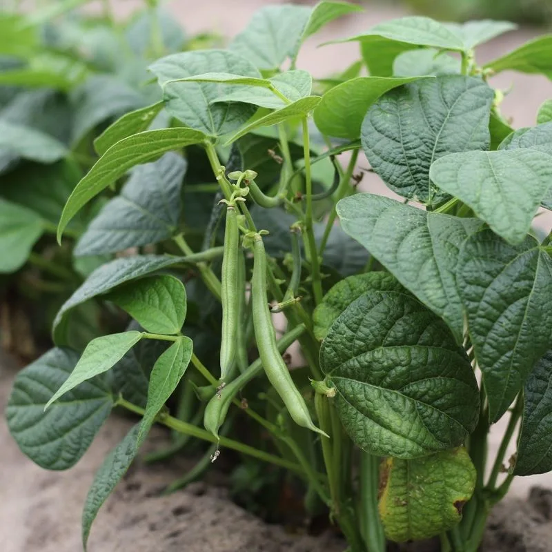 Green Beans