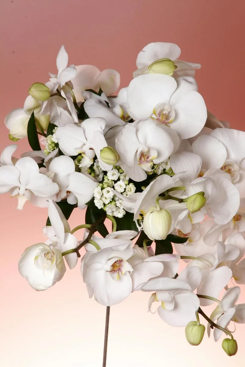 Orchid