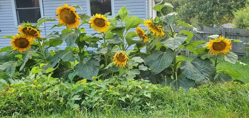 Sunflowers