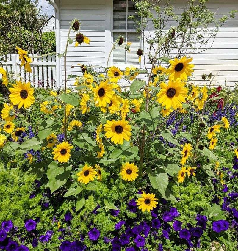Sunflowers