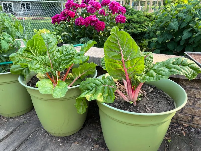Chard