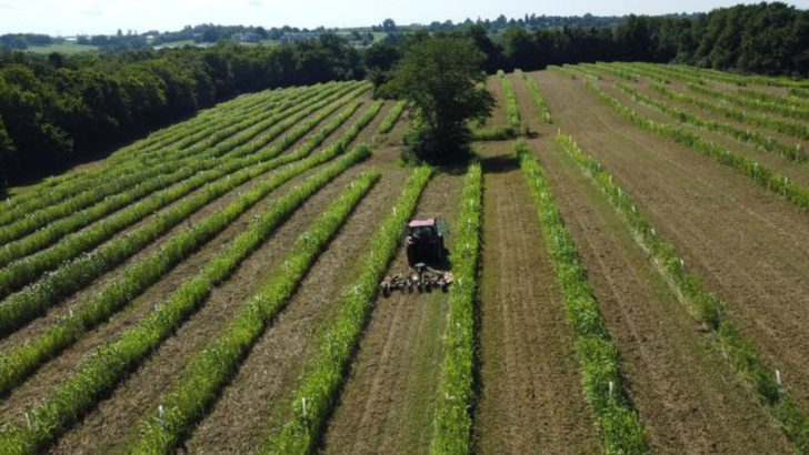 Agroforestry Practices: Integrating Trees into Agricultural Landscapes