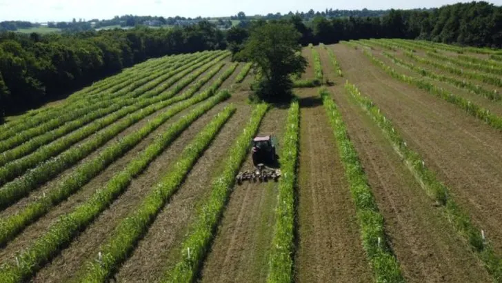 Agroforestry Practices: Integrating Trees into Agricultural Landscapes