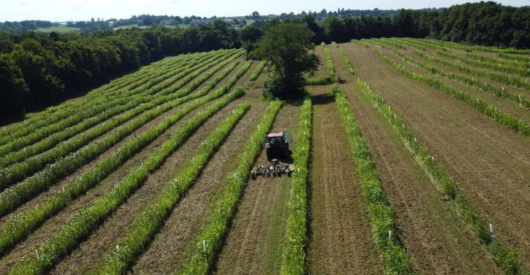 Agroforestry Practices: Integrating Trees into Agricultural Landscapes