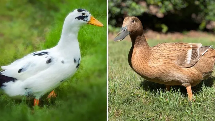 Best Ducks for Egg Production (And What Makes Them So Special)